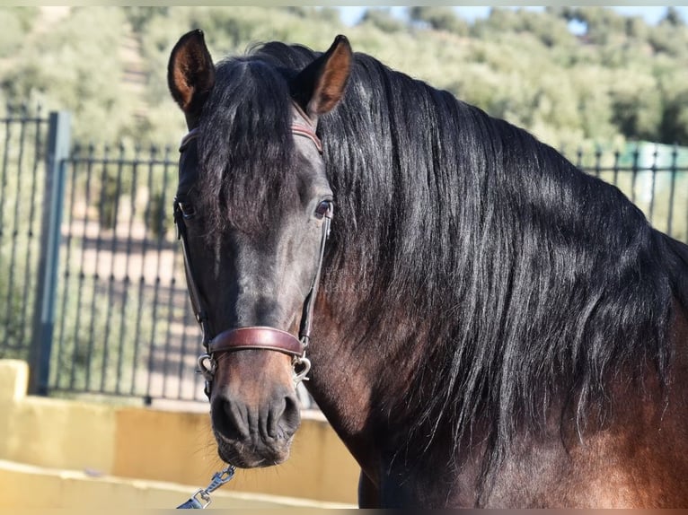 PRE Mix Stallion 12 years Bay-Dark in Provinz Granada