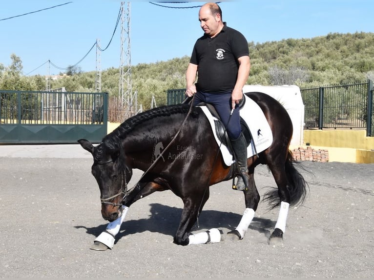 PRE Mix Stallion 12 years Bay-Dark in Provinz Granada