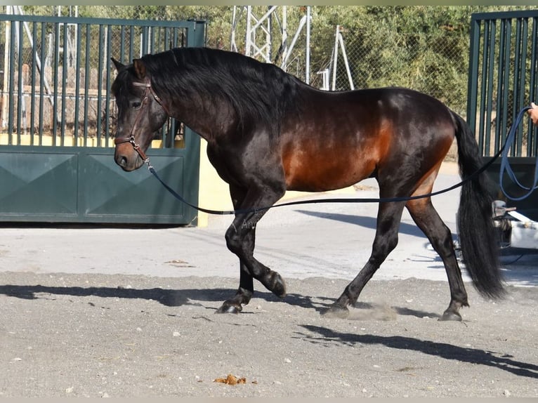 PRE Mix Stallion 12 years Bay-Dark in Provinz Granada