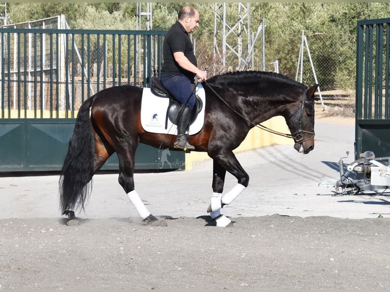 PRE Mix Stallion 12 years Bay-Dark in Provinz Granada