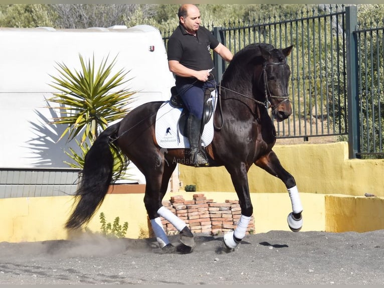 PRE Mix Stallion 12 years Bay-Dark in Provinz Granada