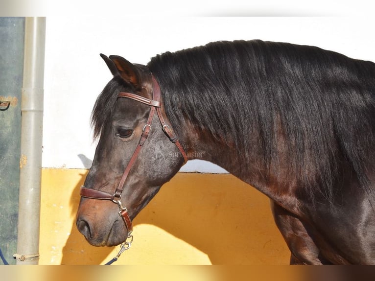 PRE Mix Stallion 12 years Bay-Dark in Provinz Granada