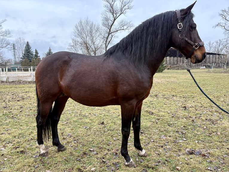 PRE Mix Stallion 12 years Brown in Piešťany