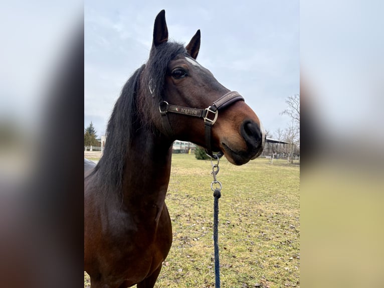 PRE Mix Stallion 12 years Brown in Piešťany
