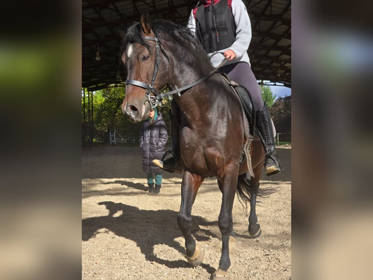 PRE Mix Stallion 12 years Brown in Piešťany