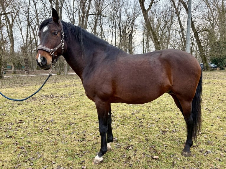 PRE Mix Stallion 12 years Brown in Piešťany