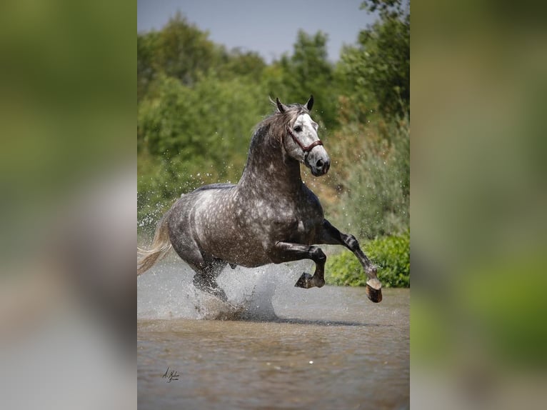 PRE Mix Stallion 12 years Grey in Madera