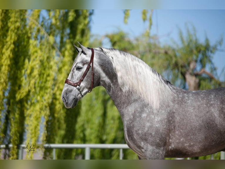 PRE Mix Stallion 12 years Grey in Madera