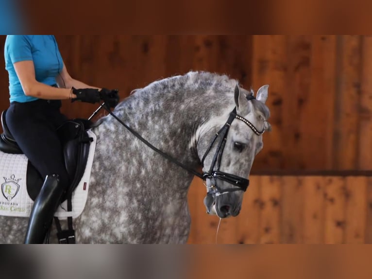 PRE Mix Stallion 12 years Grey in Madera