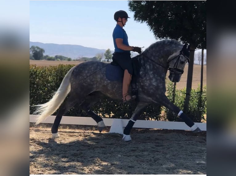 PRE Mix Stallion 12 years Grey in Madera