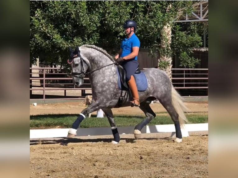 PRE Mix Stallion 12 years Grey in Madera