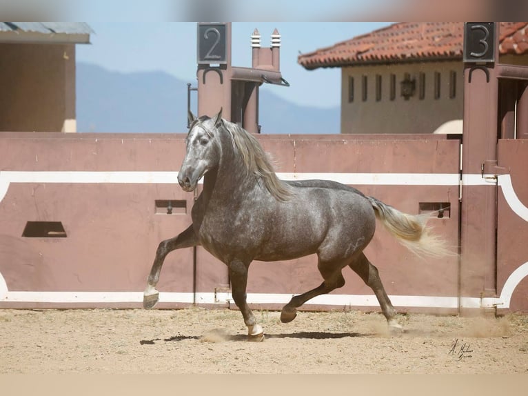 PRE Mix Stallion 12 years Grey in Madera