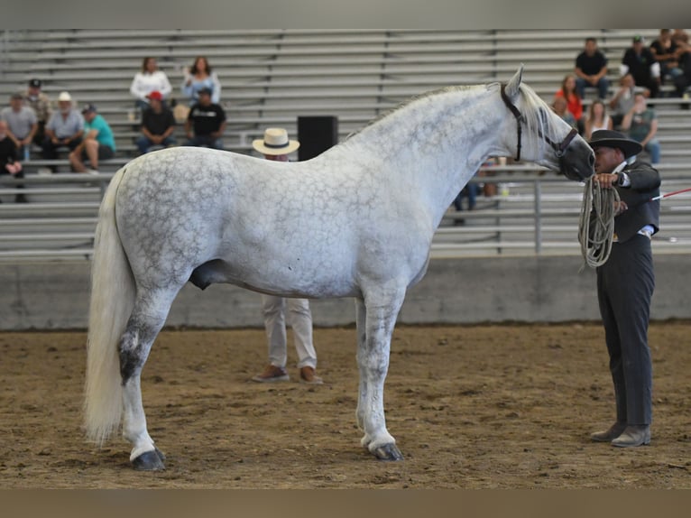 PRE Mix Stallion 12 years Grey in Madera