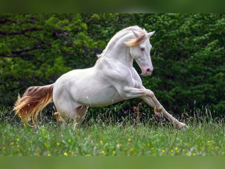 PRE Stallion 13 years 14,3 hh Perlino in Waldshut-Tiengen