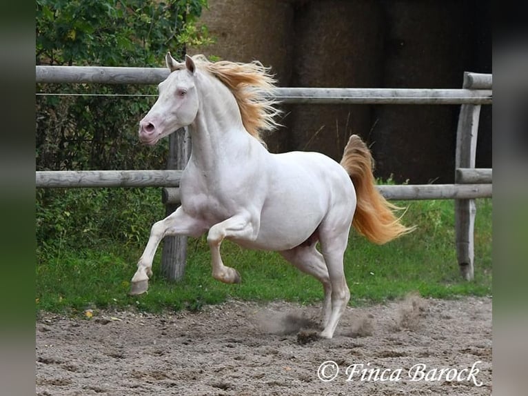 PRE Stallion 13 years 14,3 hh Perlino in Waldshut-Tiengen