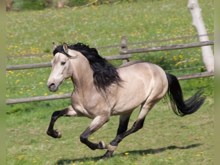 PRE Mix Stallion 13 years 15,2 hh Dun in Sacramento