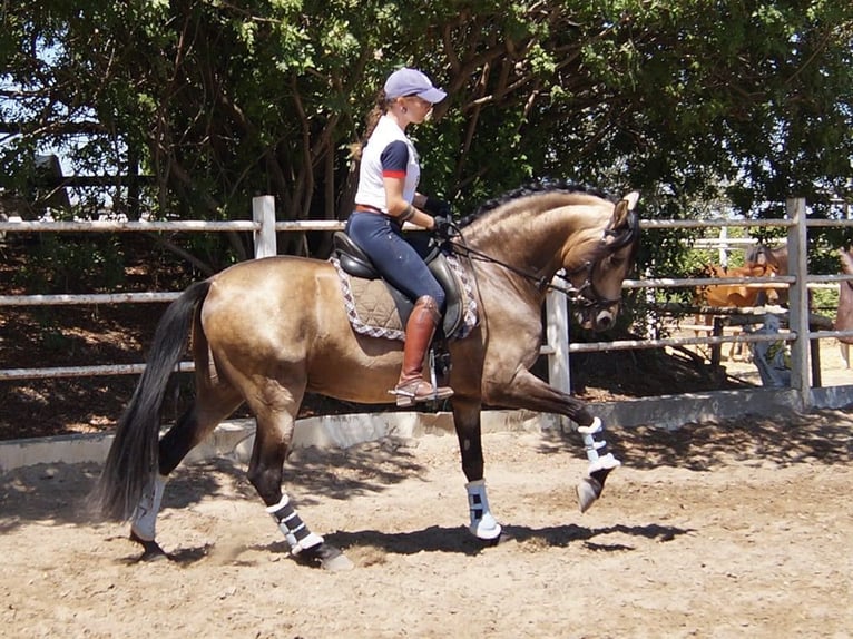 PRE Mix Stallion 13 years 15,2 hh Dun in Sacramento