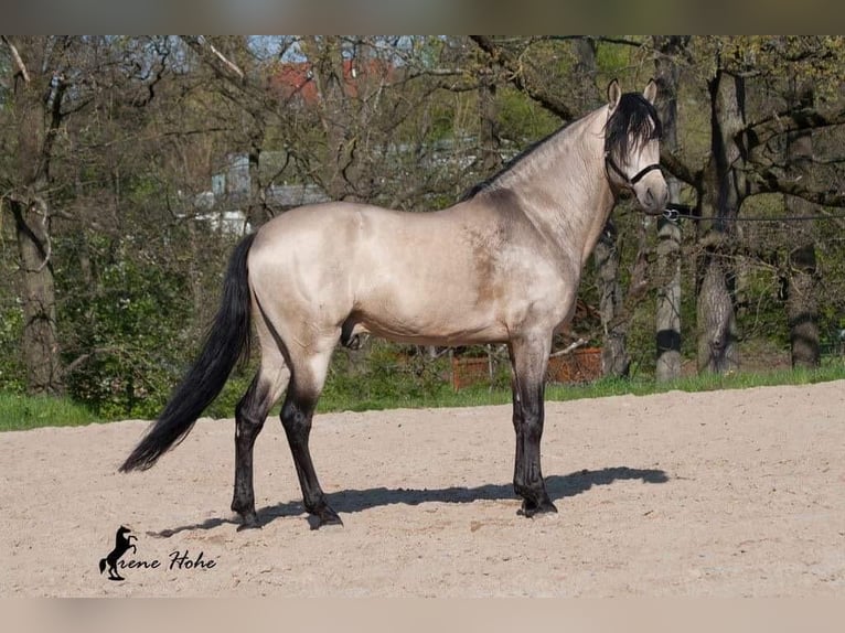 PRE Mix Stallion 13 years 15,2 hh Dun in Sacramento