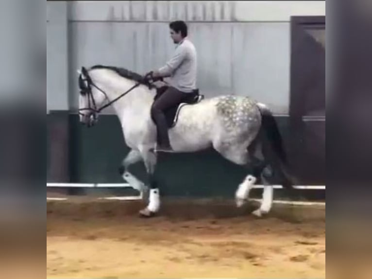 PRE Mix Stallion 13 years 15,2 hh Gray in Sevilla