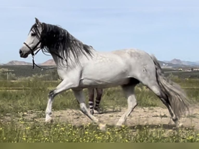 PRE Stallion 13 years 15 hh Gray in Baza