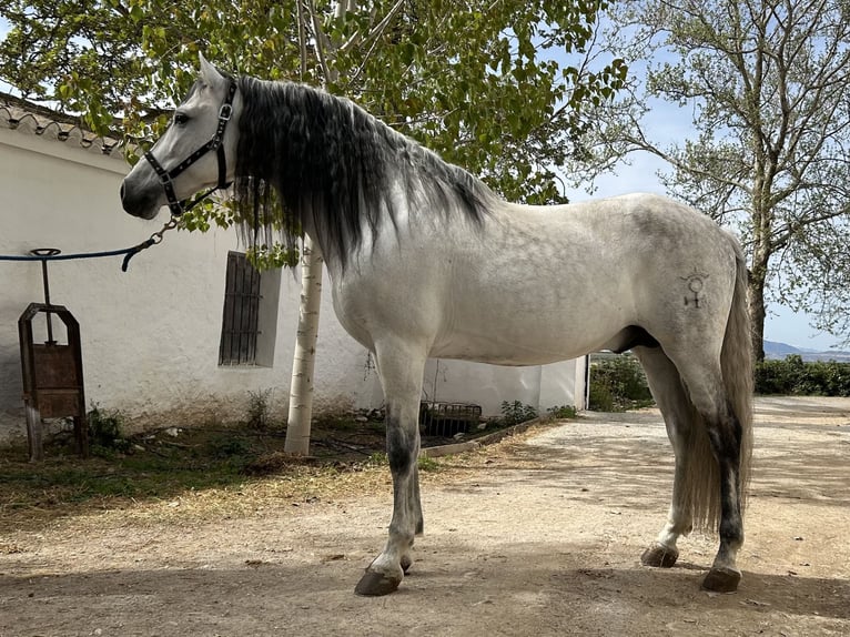 PRE Mix Stallion 13 years 15 hh Gray in Baza
