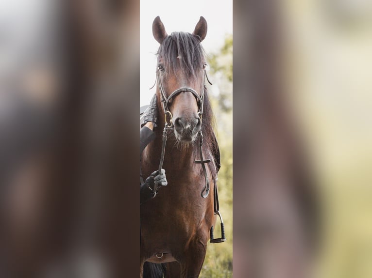 PRE Mix Stallion 13 years 15,1 hh Brown in Uzwil