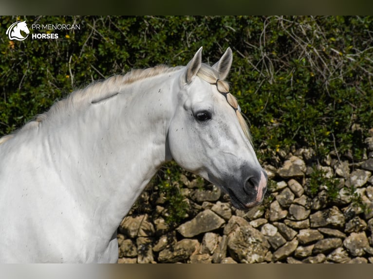 PRE Stallion 13 years 15,3 hh White in Menorca