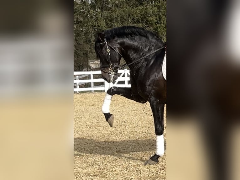 PRE Mix Stallion 13 years 16.1 hh Black in Niederkrüchten