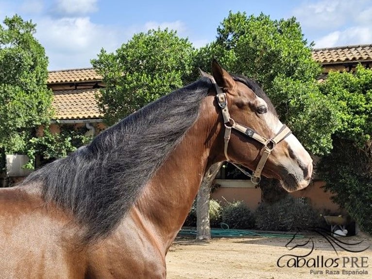 PRE Stallion 13 years 16,1 hh Brown in Palma de Mallorca