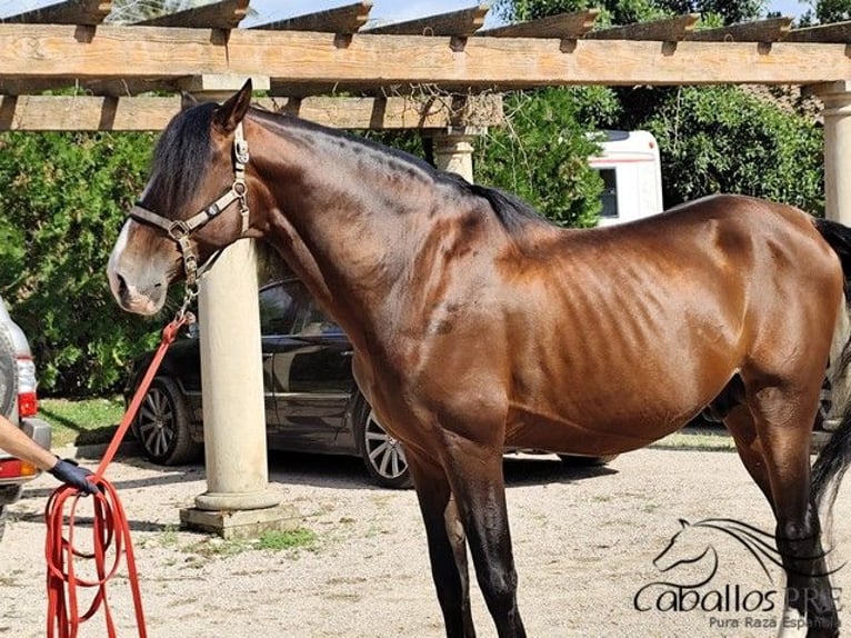 PRE Stallion 13 years 16,1 hh Brown in Palma de Mallorca