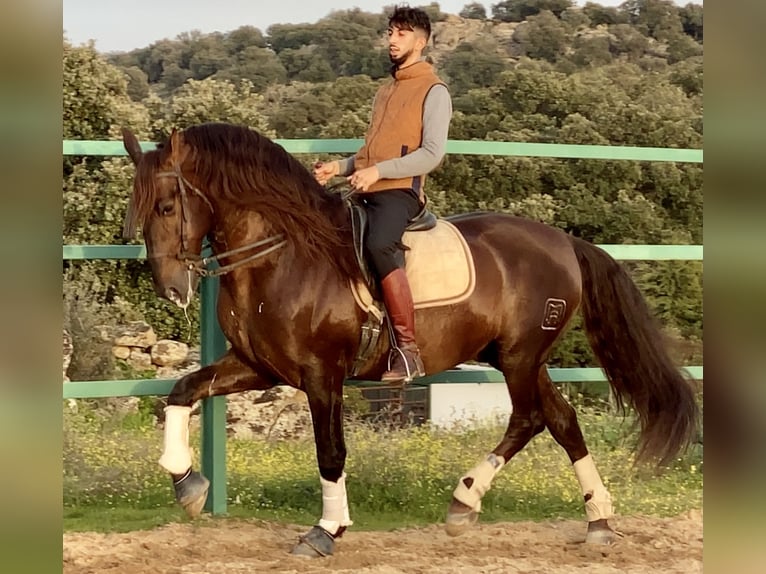 PRE Mix Stallion 13 years 16,1 hh Chestnut in Mejorada