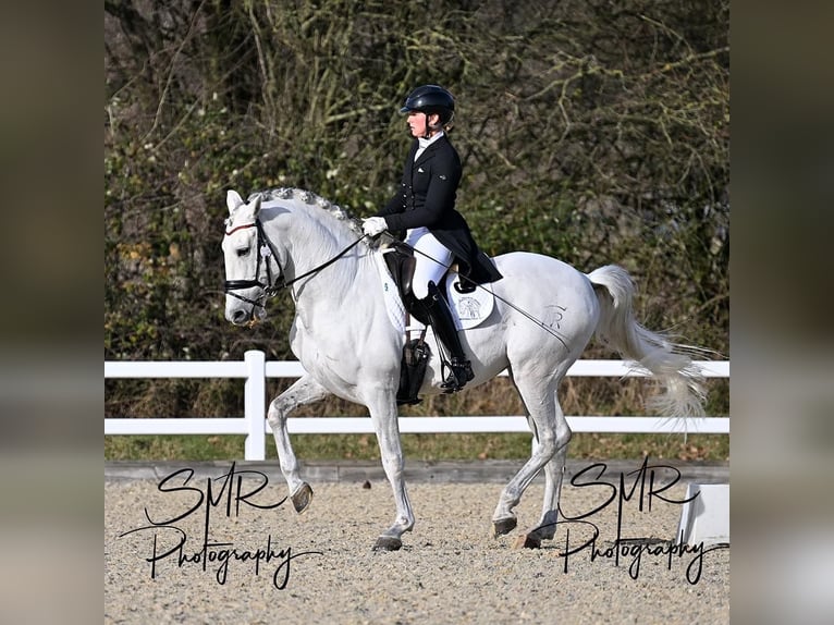 PRE Stallion 13 years 16,1 hh Gray in Cambridgeshire