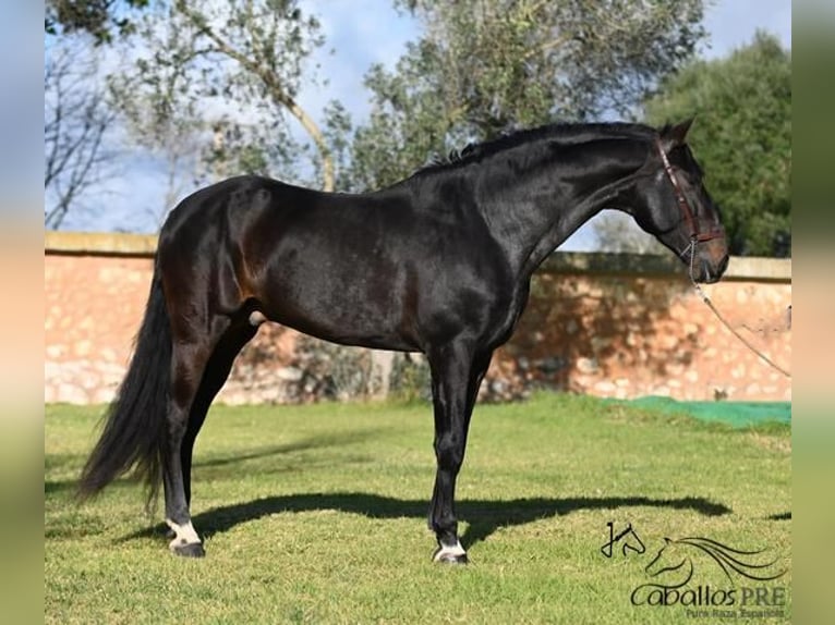 PRE Stallion 13 years 16,2 hh Brown in Mallorca