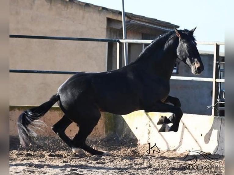 PRE Stallion 13 years 16,2 hh Brown in Mallorca