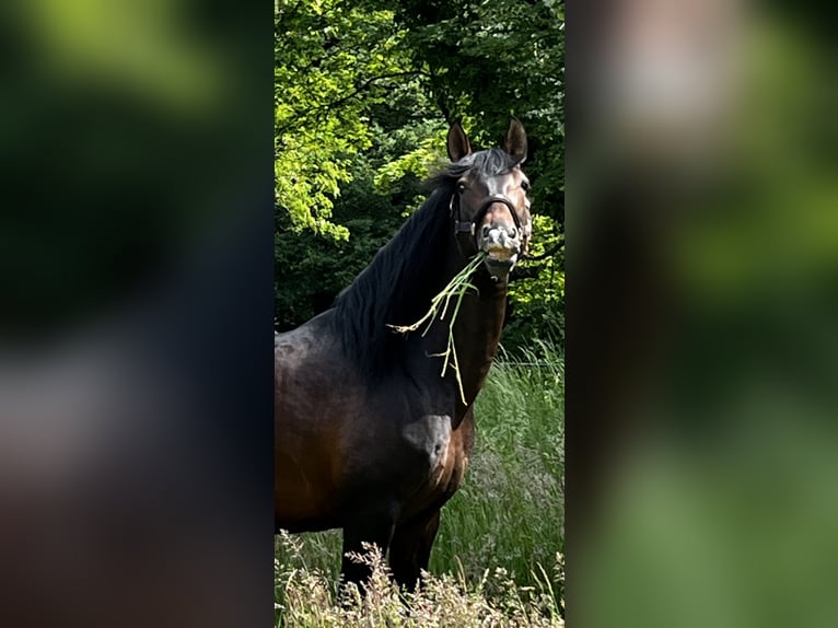 PRE Stallion 13 years 16.3 hh Bay in Ratingen