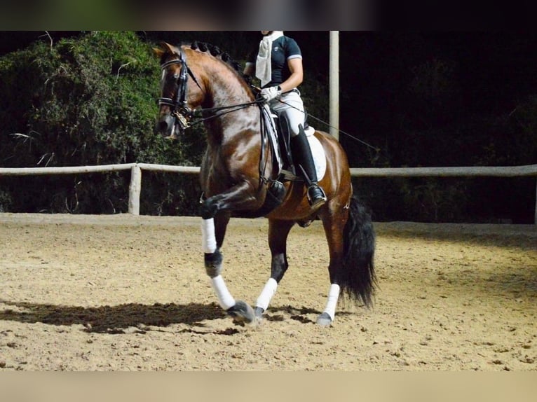 PRE Stallion 13 years 16 hh Brown in Barcelona