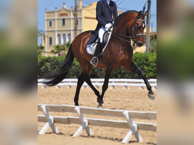 PRE Stallion 13 years 16 hh Brown in Barcelona