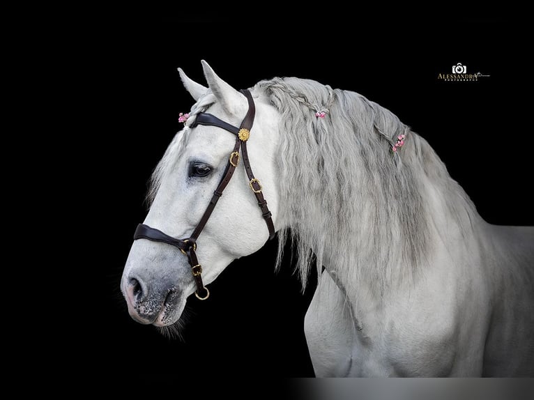 PRE Stallion 13 years 16 hh Gray in Zolling