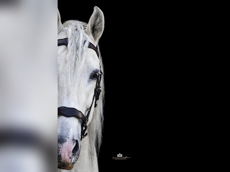 PRE Stallion 13 years 16 hh Gray in Zolling