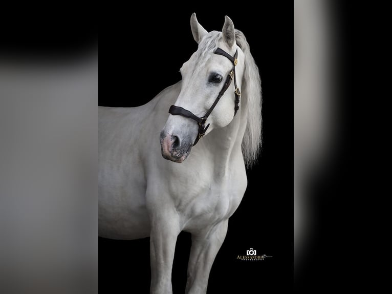 PRE Stallion 13 years 16 hh Gray in Zolling