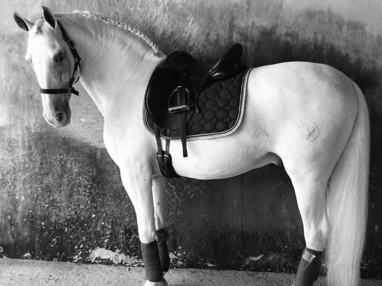 PRE Mix Stallion 13 years 16 hh Grey in Alicante