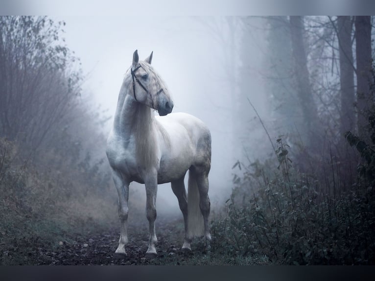 PRE Stallion 13 years 16 hh Grey in Fischamend