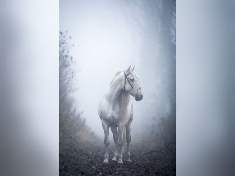 PRE Stallion 13 years 16 hh Grey in Fischamend
