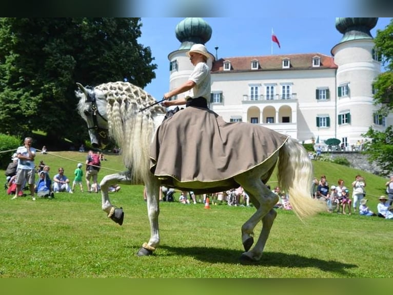PRE Stallion 13 years 16 hh Grey in Fischamend