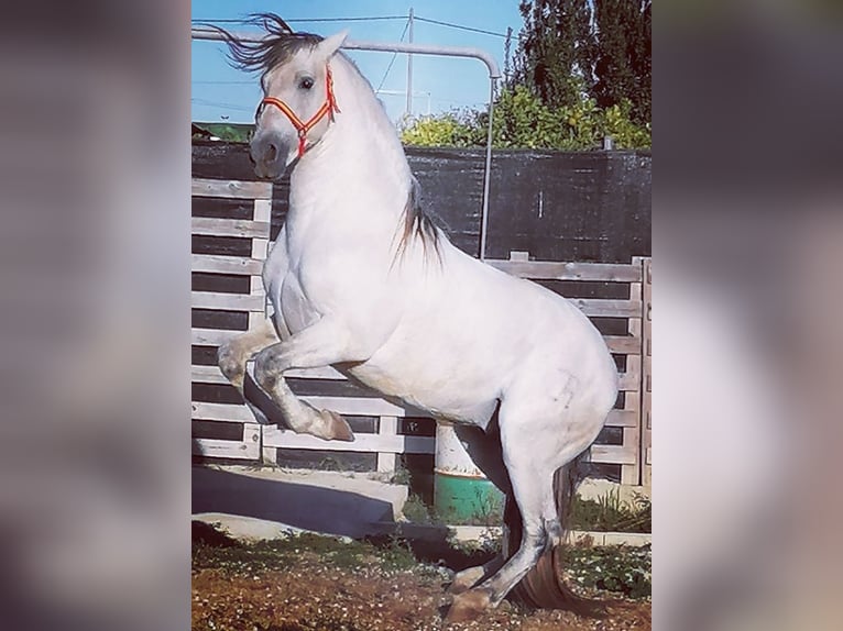 PRE Mix Stallion 13 years 16 hh White in Murcia
