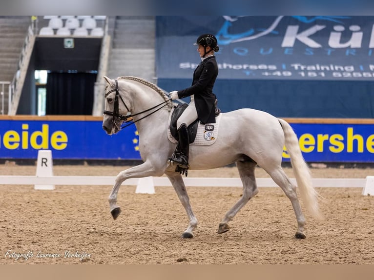 PRE Mix Stallion 13 years 16 hh White in Rebecq