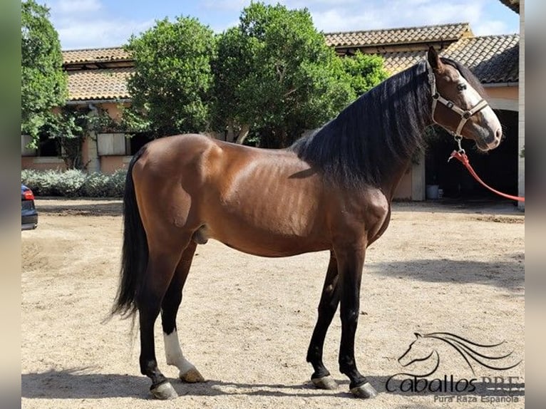 PRE Mix Stallion 13 years 16,1 hh Brown in Palma de Mallorca
