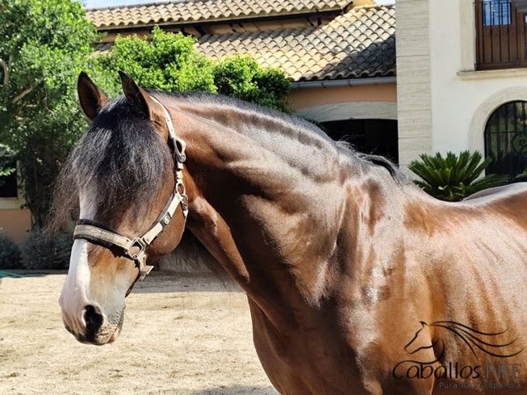 PRE Stallion 13 years 16,1 hh Brown in Palma de Mallorca