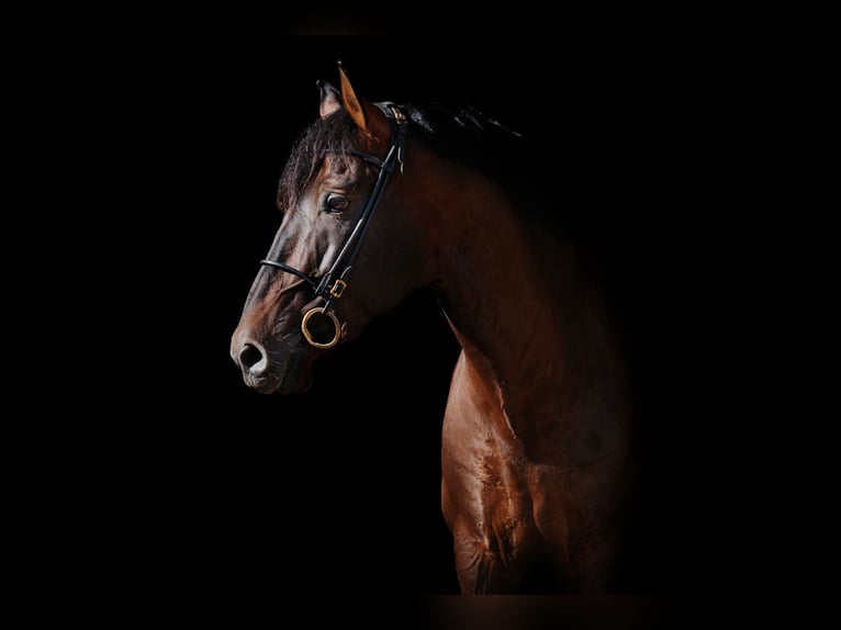 PRE Stallion 13 years 16,2 hh Bay-Dark in Fischamemd