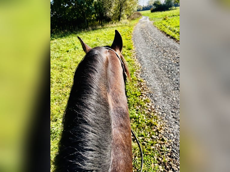 PRE Stallion 13 years 16,2 hh Bay-Dark in Fischamemd